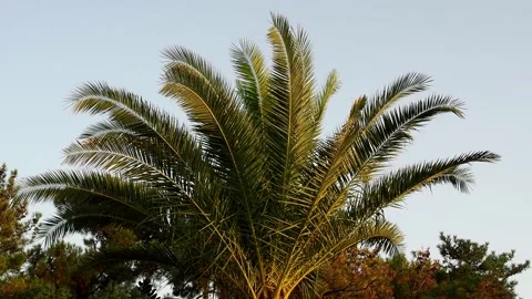 Palm tree in the wind at sunset. City park in southern norodeu In the resort. So Stock Footage 217041504