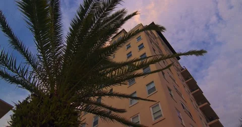 Palm tree in the wind at sunset in Jacksonville Florida 動画素材 221872305