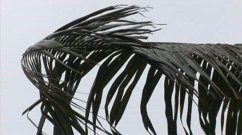 Palm tree in wind zoom out zoom out Stock Footage 737332