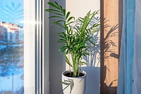 Palm tree on the window sill. The shadow of the palm tree is reflected. Stock Photos