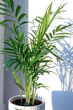 Palm tree on the window sill. The shadow of the palm tree is reflected. Stock Photos