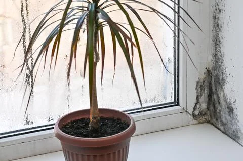 Palm tree on windowsill with visible mold in background. Indoor plant in po.. Stock Photos
