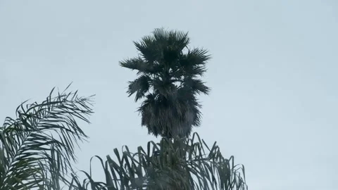 Palm Tree in a Windy Afternoon Stock Footage 243640496