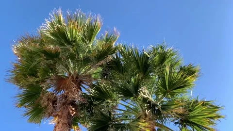 Palm tree on a windy day with blue sky Stock Footage