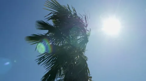 Palm tree in a windy day Stock Footage 49307889