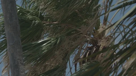 Palm Tree on a windy day 스톡 동영상 127545055