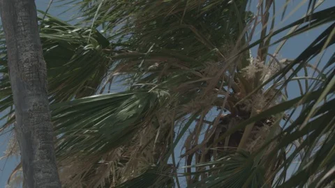 Palm Tree On A Windy Day 스톡 동영상 127545070