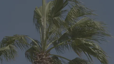 Palm tree on a windy day 스톡 동영상 127545104