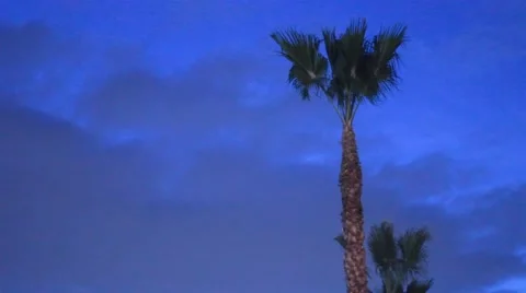 Palm tree windy infront dark blue sky at dusk Stock Footage 47466093