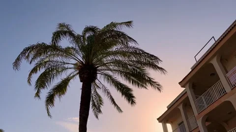Palm tree in windy weather on background of blue sky in sunset in Spain. Travel Stock Footage 248377651