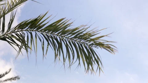 Palm tree in windy weather Stock Footage 76490914