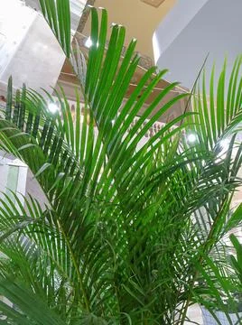 Palm tree in the winter garden, selective focus Stock Photos