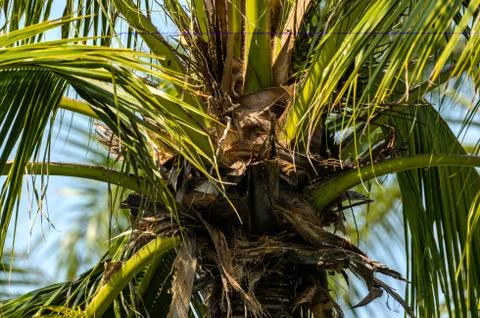 Palm tree without coconut Stock Photos