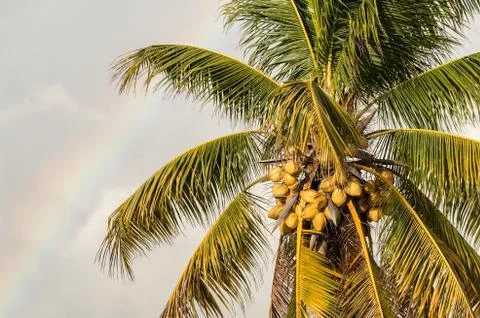 Palm tree with yellow coconuts over sky with rainbow Stock Photos