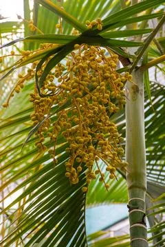 Palm Tree with Yellow Fruit Cluster and Green Fronds Фото