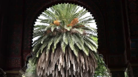 Palm tree zoom out between interior arch of Moorish kiosk Stock Footage 162023058