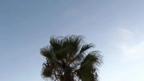 Palm Tree Zoom Out 動画素材 196823756