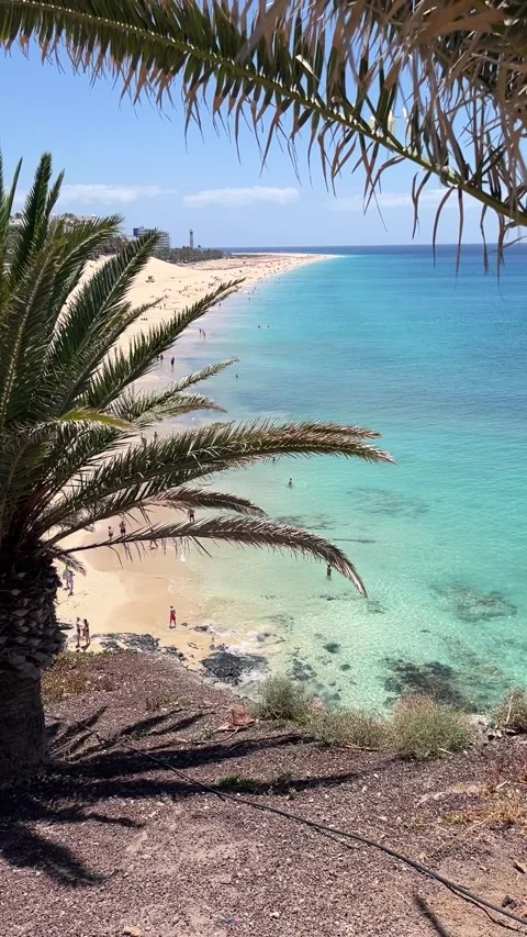 Palm tree zoom to turquoise ocean beach view Morro Jable Fuerteventura HD Stock-Footage 342028811