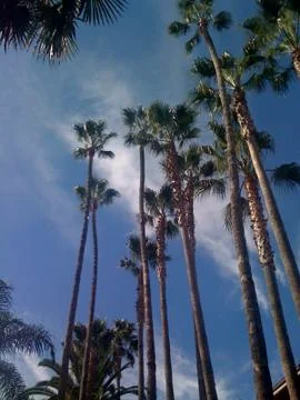 Palm Trees 01 Stock Photos