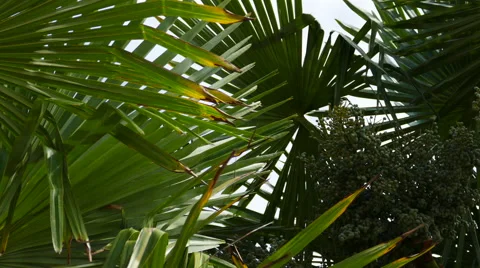 Palm Trees - 03 - Close Leaves - Sunny and Windy Stock Footage 53304973