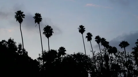 Palm Trees 03: Row of trees Video stock 1037801
