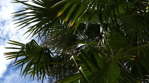 Palm Trees - 05 - Close Leaves - Sunny and Windy Day Stock Footage 53377834