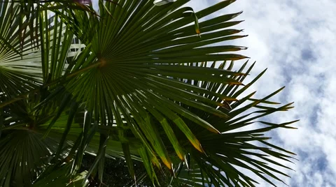 Palm Trees - 06 - Close Leaves - Sunny and Windy Day Stock Footage 53378277