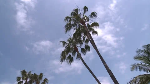 Palm Trees 1 Stock Footage 23427392