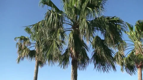 Palm Trees (1) Stock Footage 29674928