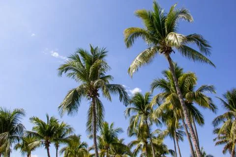 Palm Trees-1 Stock Photos