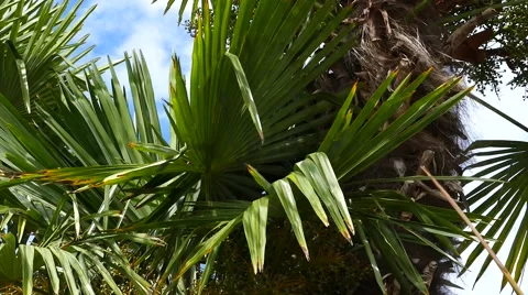 Palm Trees - 11 - Close Leaves - Sunny and Windy Day 動画素材 53379987