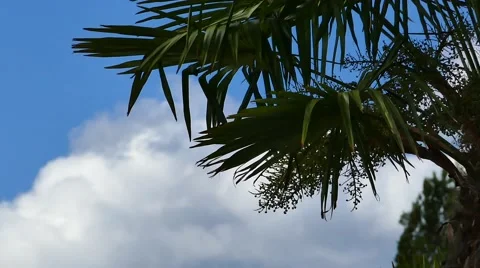 Palm Trees - 12 - Close Leaves - Sunny and Windy Day Stock Footage 53380116