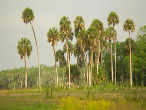 Palm Trees 12 Stock Footage 8692378