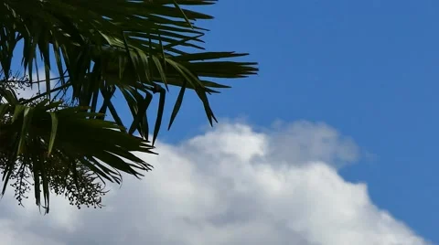 Palm Trees - 13 - Close Leaves - Sunny and Windy Day Stock Footage 53380482