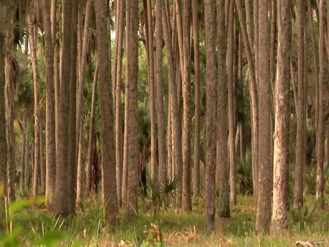 Palm Trees 13 Stock Footage 8691951