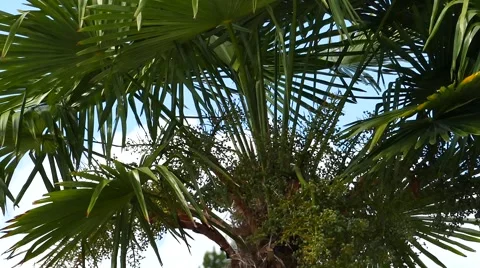 Palm Trees - 14 - Close Leaves - Sunny and Windy Day 動画素材 53381663