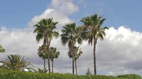 Palm trees 14 Stock Footage 75316969