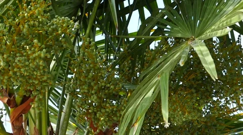 Palm Trees - 15 - Close Leaves - Sunny and Windy Day Stock Footage 53417039