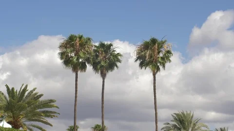 Palm trees 16 Stock Footage 75316557