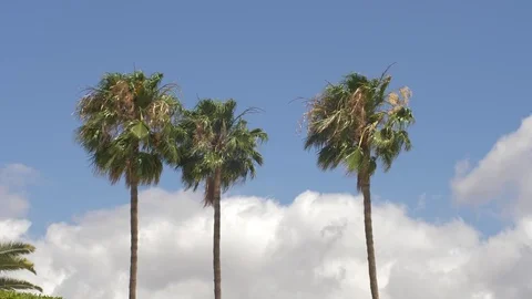 Palm trees 17 Stock Footage 75316808