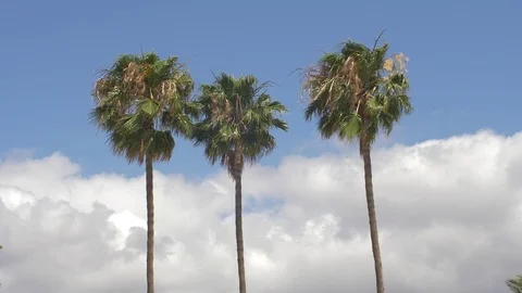 Palm trees 18 Stock Footage 75316903