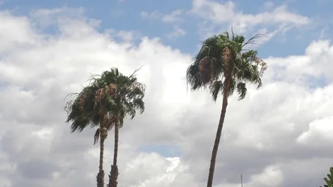 Palm trees 19 Stock Footage 75316810