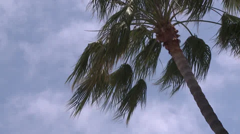 Palm Trees 2 Stock Footage 23426385