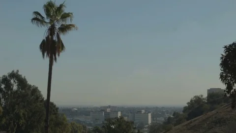 Palm Trees 2 Stock Footage 79032697