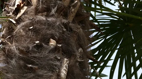 Palm Trees - 20 - Close Trunk and Leaves - Sunny Day 動画素材 53413908
