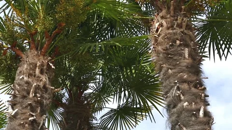 Palm Trees - 22 - Close Trunks - Sunny and Windy Day 動画素材 53415159