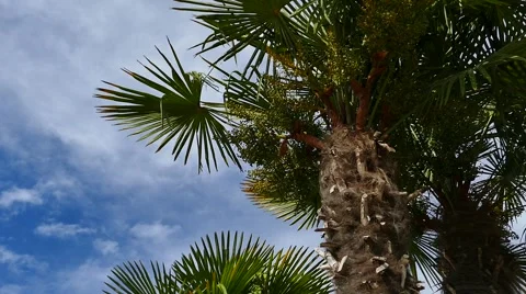 Palm Trees - 23 - Trunks and Leaves - Sunny and Windy Stock Footage 53415821