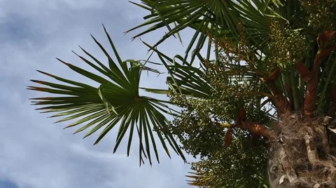 Palm Trees - 24 - Trunks and Leaves - Sunny and Windy Stock Footage 53416481