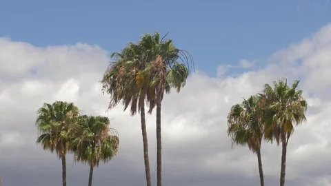 Palm trees 29 Stock Footage 75316727