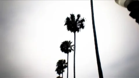 Palm Trees 3 8 HD Stock Footage 1061051